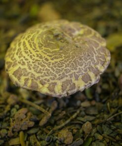 Mancozeb + Metalaxyl WP Fungicide