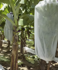 Grow Fruit Protect Banana Bag 85X160-500