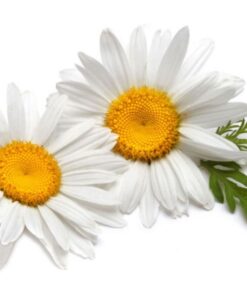 Chamomile essential oil 10ml