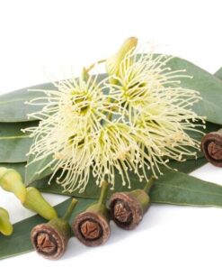Eucalyptus essential oil 10ml
