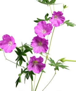 Geranium essential oil 10ml