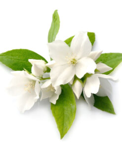 Jasmine essential oil 10ml