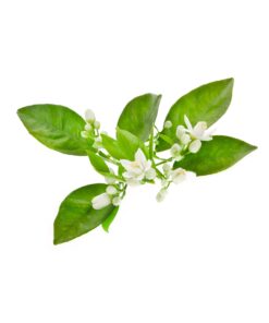 Neroli essential oil 10ml